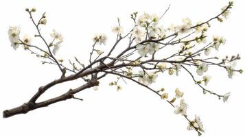 A branch with white flowers on it photo