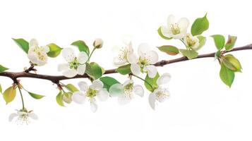 A branch of white flowers with green leaves photo
