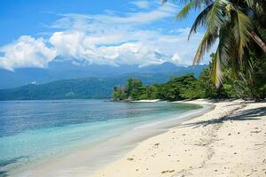 A beach with a palm tree photo