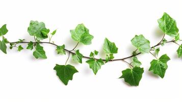 A vine with green leaves on a white background photo