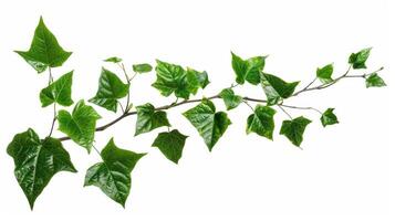 A branch with green leaves on it photo