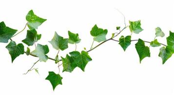 A branch of ivy with leaves on it photo