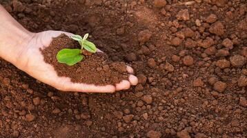 A man is holding a small plant in his hand. The plant is in the hands and surrounded by earth. The concept of environmental problems, the concept of environmental protection photo