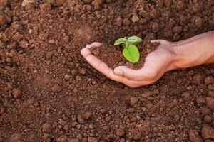 A man is holding a small plant in his hand. The plant is in the hands and surrounded by earth. The concept of environmental problems, the concept of environmental protection photo