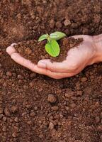 A man is holding a small plant in his hand. The plant is in the hands and surrounded by earth. The concept of environmental problems, the concept of environmental protection photo