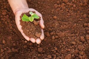A man is holding a small plant in his hand. The plant is in the hands and surrounded by earth. The concept of environmental problems, the concept of environmental protection photo