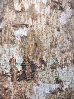 A close up of a tree trunk with paint on it photo