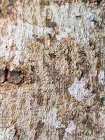 A close up of a tree trunk with paint on it photo