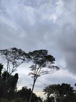 A group of trees in the middle of a field photo
