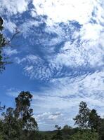 A view of a forest with a few trees and a sky photo