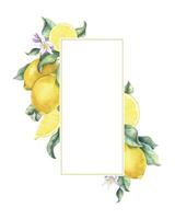 Lemon Branches with fruits, flowers and leaves. Isolated hand drawn watercolor frame. Tropical citrus fruit. Template for menu, package, cosmetic, textile, cards vector