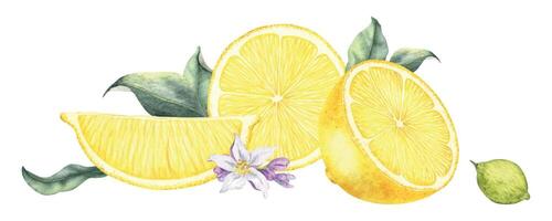 Slices of lemon, flowers and leaves. Isolated hand drawn watercolor frame. Tropical citrus fruit. Botanical element for menu, package, cosmetic, textile, cards vector