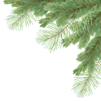 Square frame made of pine and spruce branches. Illustration with watercolor and marker. Christmas background with evergreen plant. Hand drawn isolated art. Nature template for the New Year with cedar png