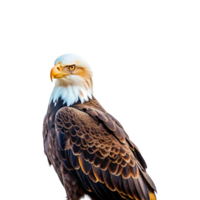 An eagle is standing on a rock png