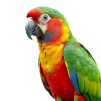 A colorful parrot is perched on a branch png