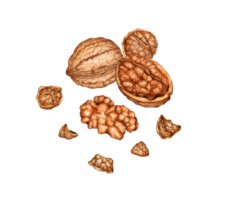 Whole walnut, half kernel and shell watercolor illustration isolated from background. Realistic texture and natural colors of the shell and kernel of the nut. Perfect cooking, botanical png