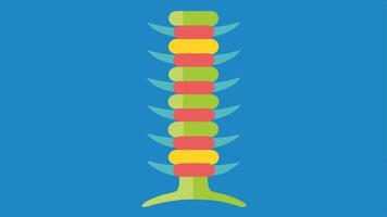 Spinal Column Analysis An illustration focused on the spine with sections marked in bright colors to indicate healthy vertebrae and potential longevity indicators like spine. vector