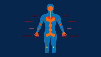 Thermal Imaging of Body A graphic showcasing a human figure in thermal colors indicating areas of heat and energy flow related to biofeedback and optimization.. vector