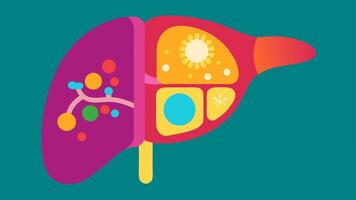 Visualizing Nanobot Activity A colorful crosssection of a human organ like a liver with nanobots visibly at work inside selectively repairing damaged cells.. vector
