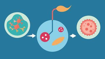 Regenerative Cell Therapy A graphical representation of stem cells regenerating damaged tissue. The image transitions from damaged cells to healthy tissue showcasing healing. vector