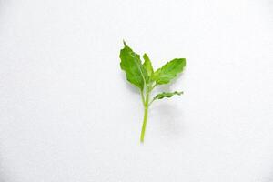 Leaf Seedling Isolated on White Background, Ideal for Concepts of Nature, Growth, and Environmental Care photo