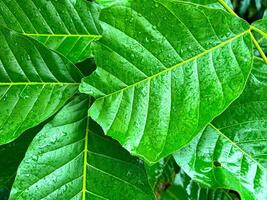 Close-up of green leaves with water droplets on the surface, showcasing the freshness and texture of nature after rainfall photo