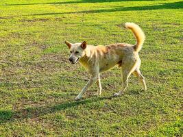 Dog strolling in the grassy field during a sunny afternoon photo