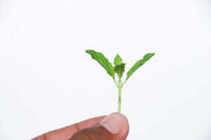 Green Seedling Held by Hand on White Background, Symbolizing Freshness, New Beginnings, and Ecology photo