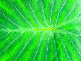 Close-up of green leaf texture with natural vein patterns, showcasing the intricate details of nature photo