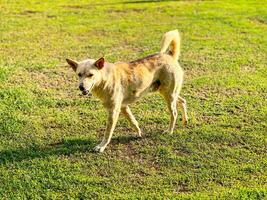 Dog strolling in the grassy field during a sunny afternoon photo