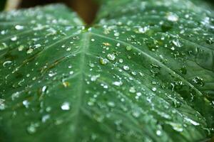 Close-up of dew drops on a fresh green leaf, ideal for nature-themed designs that emphasize purity and freshness photo