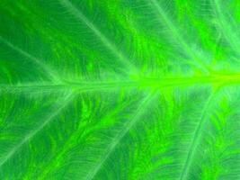 Close-up of green leaf texture with natural vein patterns, showcasing the intricate details of nature photo
