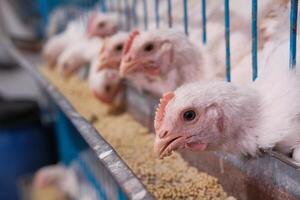 Chickens are kept in cages at the poultry farm to manage their raising effectively and efficiently photo