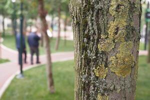 A CloseUp Image of a Detailed Textured Tree Bark Featuring Lichen in an Urban Park Setting photo