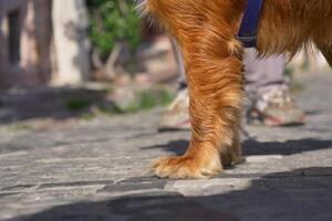 A Golden Dog Paw resting gently on a charming Cobblestone Pathway illuminated by warm Sunlight photo