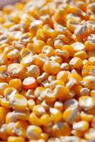 Closeup image of vibrant Golden Corn Kernels, ideal for culinary and agricultural use photo
