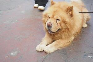 A Fluffy Chow Chow Dog is relaxing peacefully on the street with a cozy demeanor photo