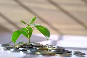 A Plant is Growing from a Pile of Coins A Powerful Symbol of Financial Growth and Prosperity photo