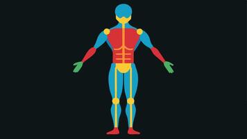 Precision Mapping A graphic representation of the skeletal and muscular systems within the scanned model with colorcoded areas representing different tissues.. vector