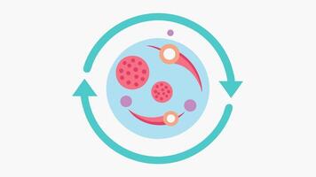 Skin Regeneration Cycle A circular diagram illustrating the cycle of skin regeneration with arrows showing the role of collagen in healing and renewal.. vector