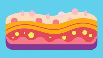 Skin Cell Graphic An illustration showing a crosssection of healthy skin cells layered with vibrant colors highlighting areas where collagen fibers are present.. vector