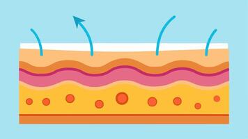 Skin Layer CrossSection An illustration showing a crosssection of skin layers highlighting the epidermis and dermis with arrows indicating cellular regeneration and repair. vector