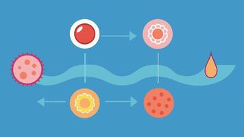 TimeLapse Growth A sequential illustration showing the progression of skin cell regeneration over time from initial damage to full recovery.. vector