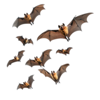 flock of flying bats png