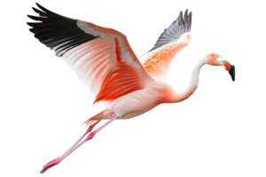 Flamingo in Flight with Extended Wings png