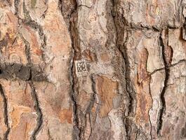 Detailed view of tree bark showing natural textures, cracks, and earthy tones, ideal for nature backgrounds or organic design. photo