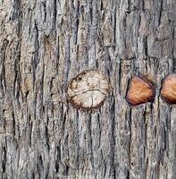 Detailed close-up of rough textured tree bark, perfect for nature backgrounds, patterns, and organic textures. photo