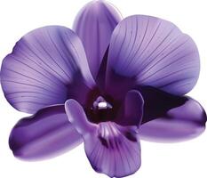 Iris violet flower. white background vector
