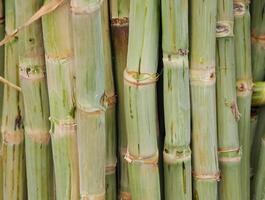 Close-up shot of green sugarcane stalks, showcasing texture and natural patterns, ideal for agriculture and food-related themes. photo