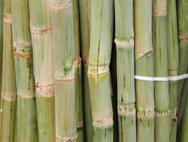 Close-up shot of green sugarcane stalks, showcasing texture and natural patterns, ideal for agriculture and food-related themes. photo